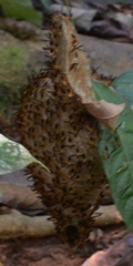 Angiopolybia