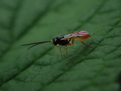 Ichneumonoidea
