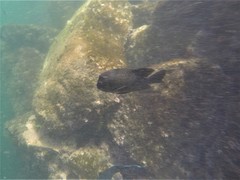 Microspathodon bairdii