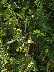 Hippocrepis emerus emeroides