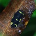 Merulanella bicolorata - Photo (c) Les Day, algunos derechos reservados (CC BY-NC)