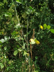 Hippocrepis emerus emeroides