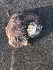 Pododesmus macrochisma