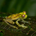 Mottled Glassfrog - Photo (c) Ross Maynard, some rights reserved (CC BY-NC), uploaded by Ross Maynard