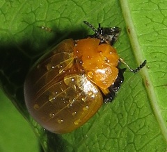 Plagiosterna nigritarsis