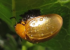 Plagiosterna nigritarsis