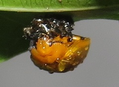 Plagiosterna nigritarsis