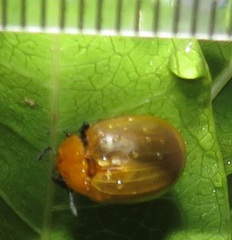 Plagiosterna nigritarsis