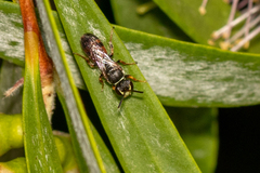 Hylaeus littleri
