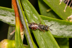 Hylaeus littleri