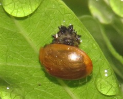 Plagiosterna nigritarsis