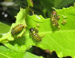 Plagiosterna nigritarsis