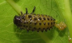 Plagiosterna nigritarsis