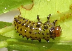 Plagiosterna nigritarsis