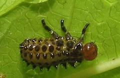 Plagiosterna nigritarsis