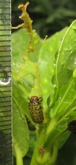 Plagiosterna nigritarsis