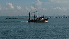 Pelecanus occidentalis