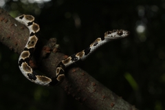 Imantodes gemmistratus luciodorsus