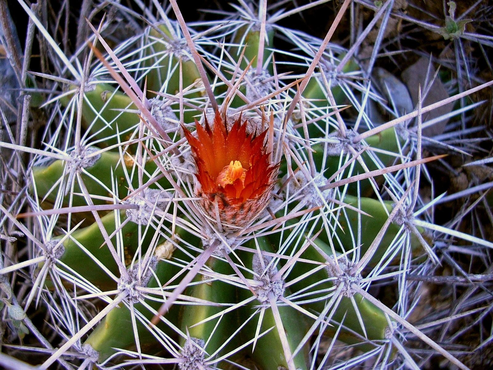 Ferocactus flavovirens