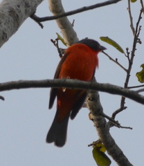 Passerina ciris image