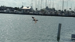 Pelecanus occidentalis