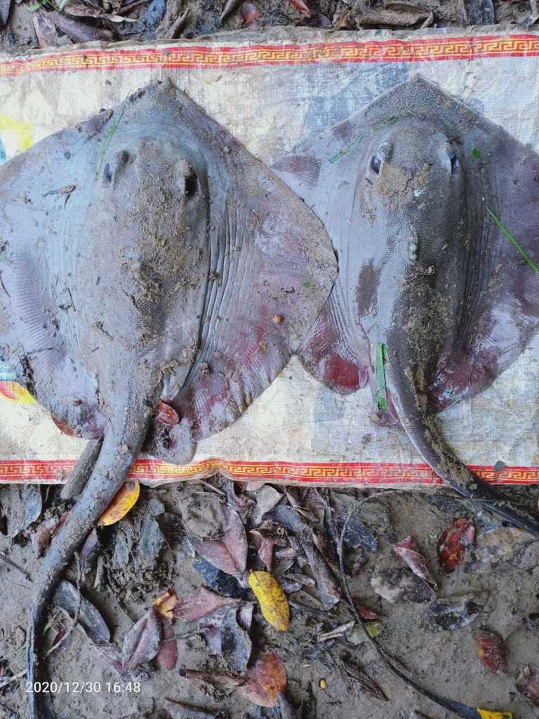 Roughnose Cowtail Ray