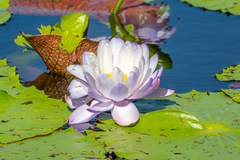 Nymphaea gigantea