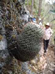 Mammillaria haageana conspicua