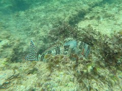 Goniistius rubrolabiatus