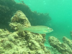 Helotes octolineatus