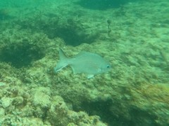 Kyphosus cornelii