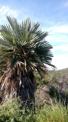 Trithrinax campestris