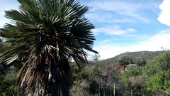 Trithrinax campestris