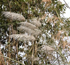 Saccharum spontaneum