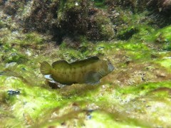 Parablennius postoculomaculatus