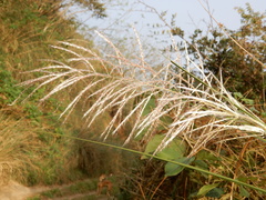 Saccharum spontaneum