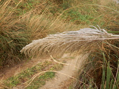 Saccharum spontaneum