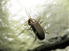 Sparedrus aspersus