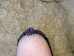 Meranoplus peringueyi