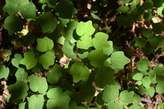 Vancouveria hexandra