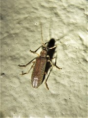 Sparedrus aspersus