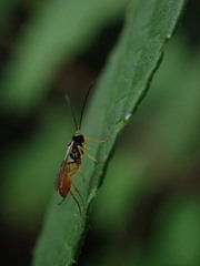 Ichneumonoidea
