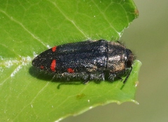 Acmaeodera mariposa dohrni