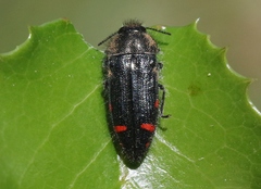 Acmaeodera mariposa dohrni