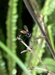 Huttonobesseria verecunda