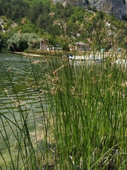 Schoenoplectus litoralis