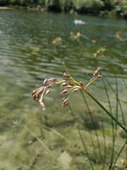 Schoenoplectus litoralis