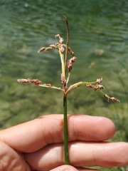 Schoenoplectus litoralis