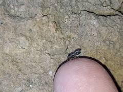 Meranoplus peringueyi