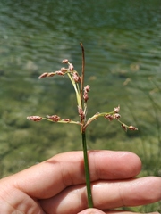 Schoenoplectus litoralis